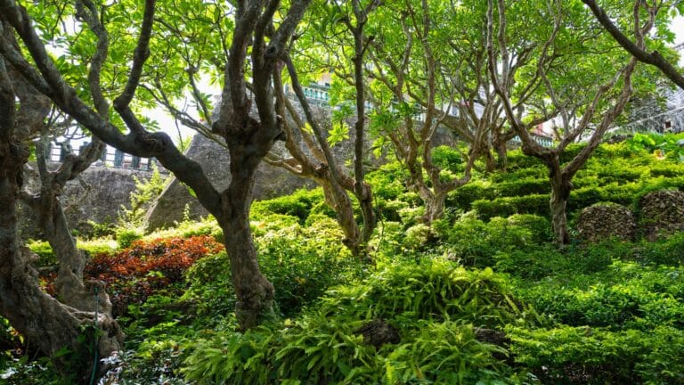jardin foret