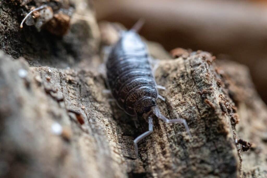 a selective focus shot of woodlice on wooden background